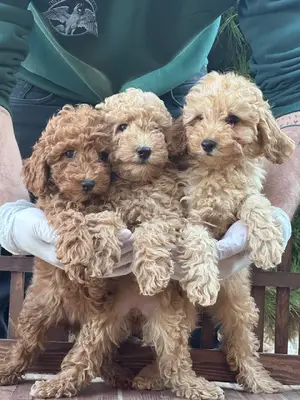 آگهی فروش نژاد پودل مینیاتوری