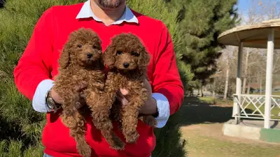 آگهی فروش نژاد پودل مینیاتوری