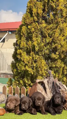 آگهی فروش نژاد لابرادور رتریور