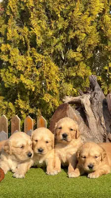 آگهی فروش نژاد گلدن رتریور