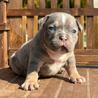 آگهی فروش نژاد آمریکن بولی