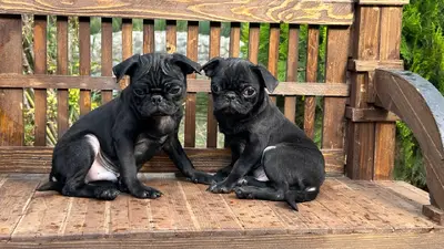 آگهی فروش نژاد پاگ