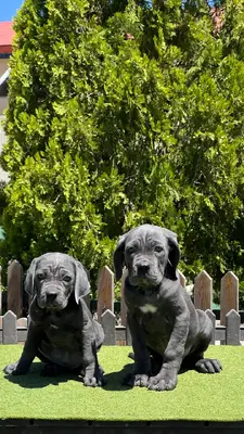 آگهی فروش نژاد کن کورسو