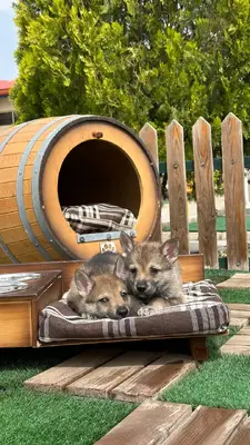 آگهی فروش نژاد چکسلواکین ولف داگ