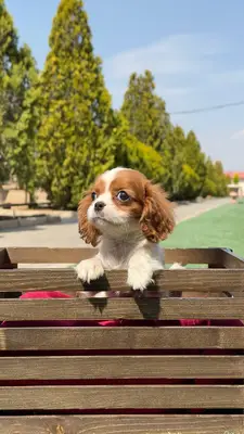 آگهی فروش نژاد کاوالیر کینگ چارلز اسپانیل