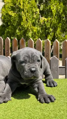 آگهی فروش نژاد کن کورسو