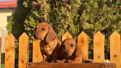 آگهی فروش نژاد داشهوند