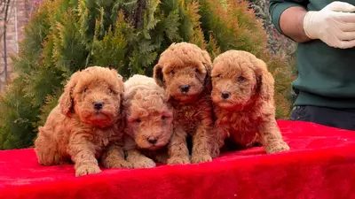 آگهی فروش نژاد پودل مینیاتوری