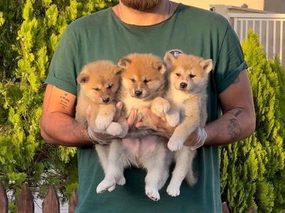 آگهی فروش نژاد آکیتا