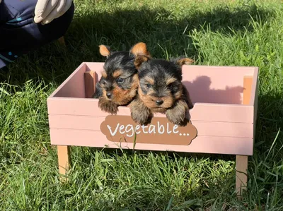 آگهی فروش نژاد یورکشایر تریر