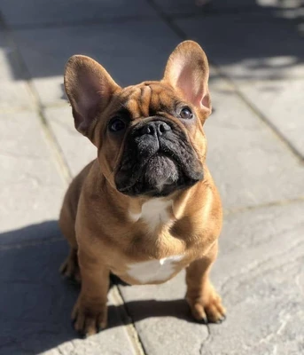 آگهی فروش نژاد فرنچ بولداگ