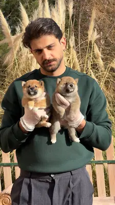 آگهی فروش نژاد شیبا اینو