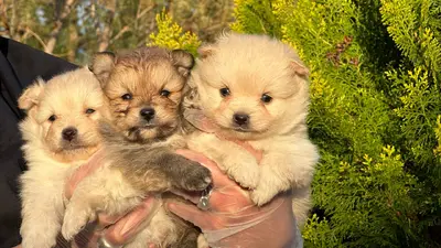 آگهی فروش نژاد &#x67E;&#x627;&#x645;&#x631;&#x627;&#x646;&#x6CC;&#x646;