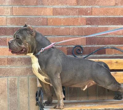 آگهی فروش نژاد آمریکن بولی