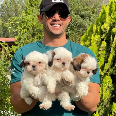 آگهی فروش نژاد شیتزو