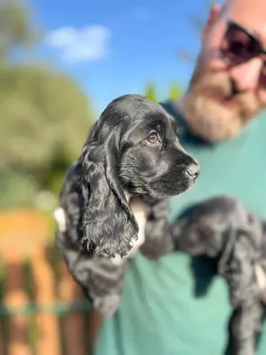 آگهی فروش نژاد انگلیش کوکر اسپانیل