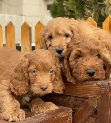 آگهی فروش نژاد کوکاپو