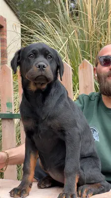 آگهی فروش نژاد روتوایلر