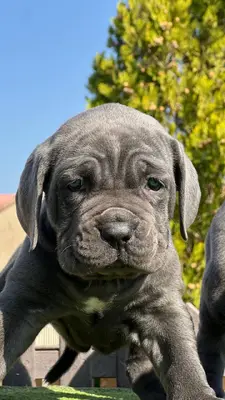 آگهی فروش نژاد کن کورسو