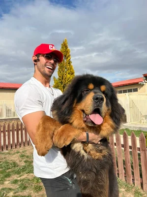 آگهی فروش نژاد تیبتن ماستیف