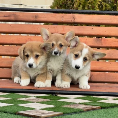 آگهی فروش نژاد پمبروک ولش کورگی