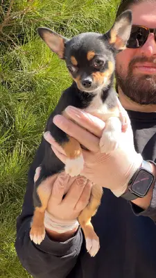 آگهی فروش نژاد چی واوا