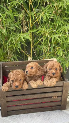 آگهی فروش نژاد پودل مینیاتوری