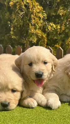 آگهی فروش نژاد گلدن رتریور