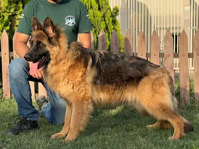 آگهی فروش نژاد ژرمن شپرد