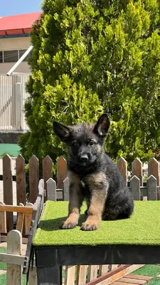 آگهی فروش نژاد ژرمن شپرد