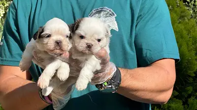 آگهی فروش نژاد شیتزو