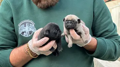 آگهی فروش نژاد پاگ