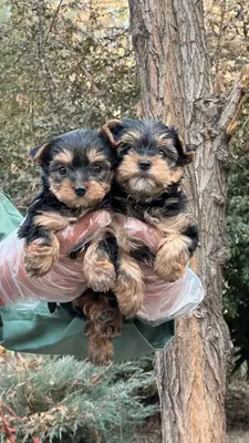 آگهی فروش نژاد یورکشایر تریر