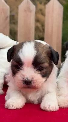 آگهی فروش نژاد شی پو