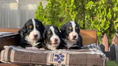 آگهی فروش نژاد برنس مانتن داگ