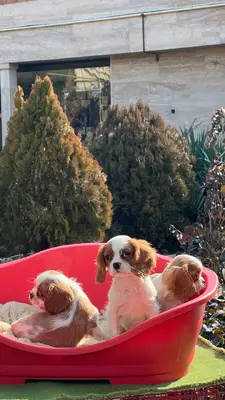 آگهی فروش نژاد کاوالیر کینگ چارلز اسپانیل