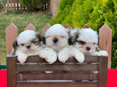 آگهی فروش نژاد شیتزو