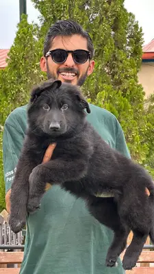 آگهی فروش نژاد ژرمن شپرد