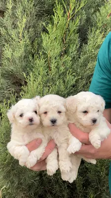 آگهی فروش نژاد بیشون فریزه