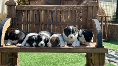 آگهی فروش نژاد بردر کالی