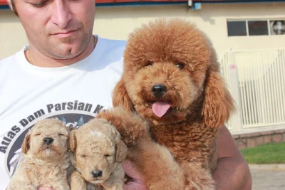 آگهی فروش نژاد پودل مینیاتوری