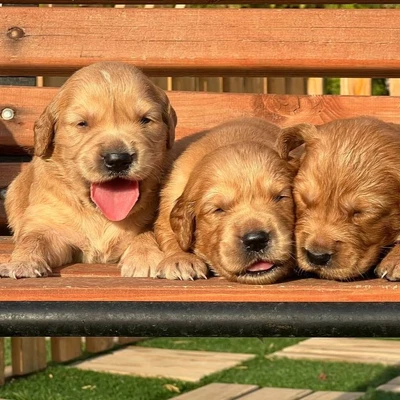 آگهی فروش نژاد گلدن رتریور