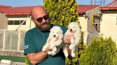 آگهی فروش نژاد سامویید