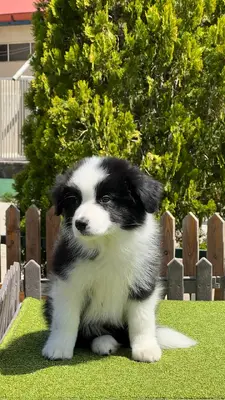 آگهی فروش نژاد بردر کالی