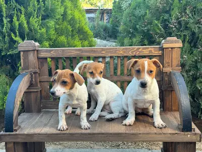 آگهی فروش نژاد جک راسل تریر