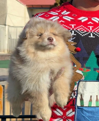 آگهی فروش نژاد پامسکی