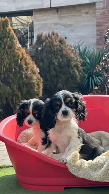 آگهی فروش نژاد کاوالیر کینگ چارلز اسپانیل