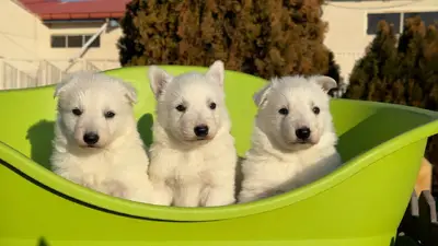 آگهی فروش نژاد ژرمن شپرد