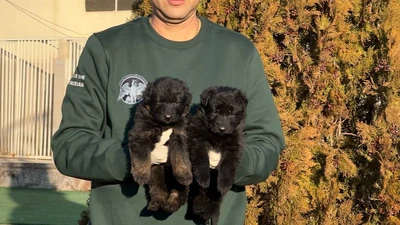 آگهی فروش نژاد ژرمن شپرد