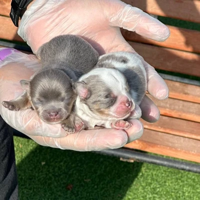 آگهی فروش نژاد چی واوا